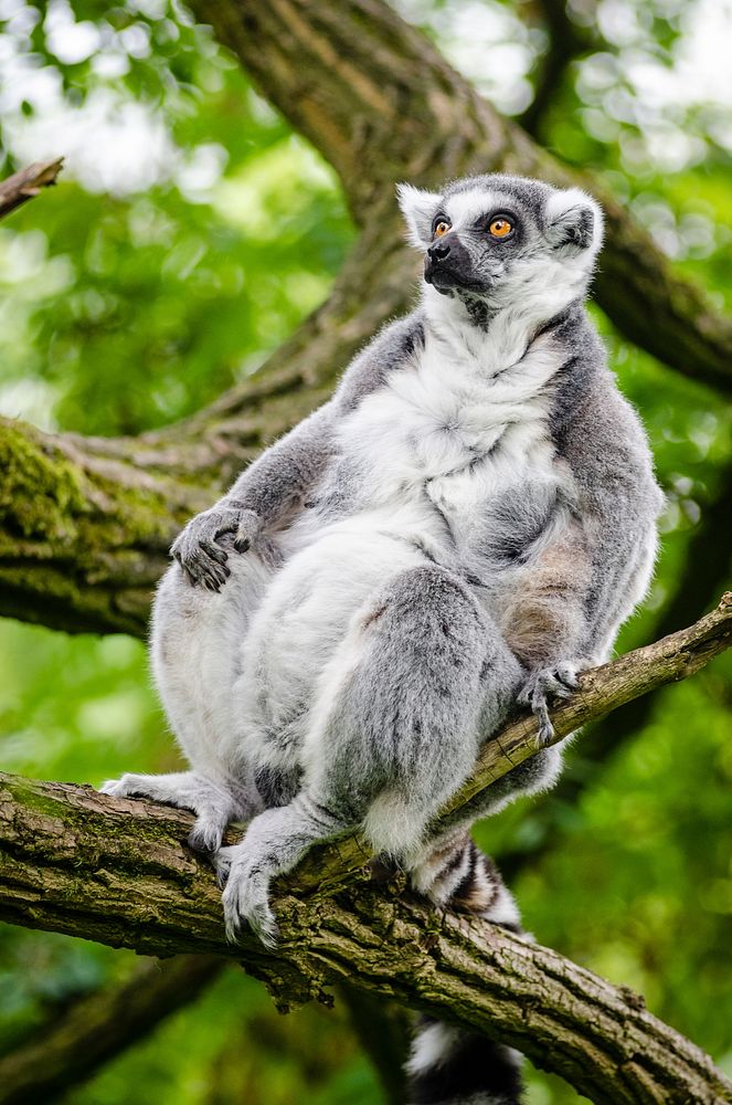 Ring-tailed lemur. Free public domain CC0 image.