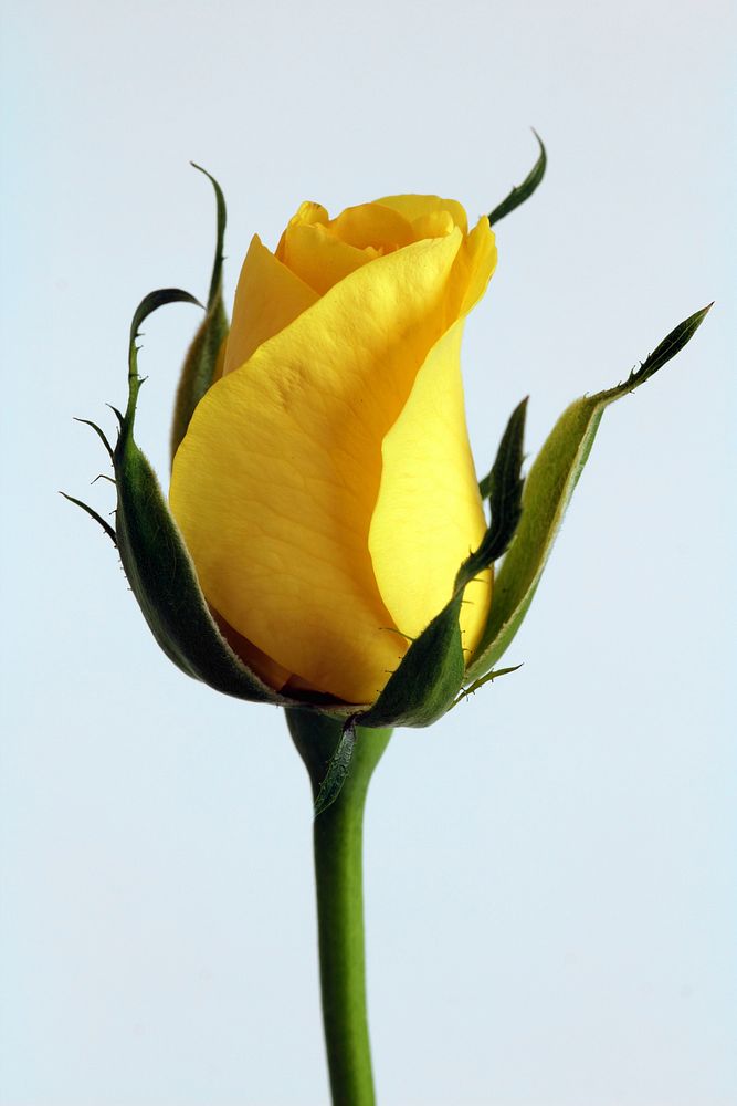 Yellow rose background. Free public domain CC0 image.