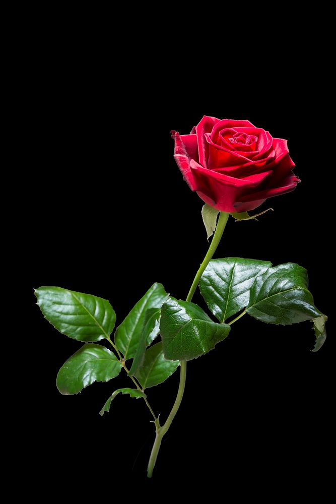 Red rose background. Free public domain CC0 photo.