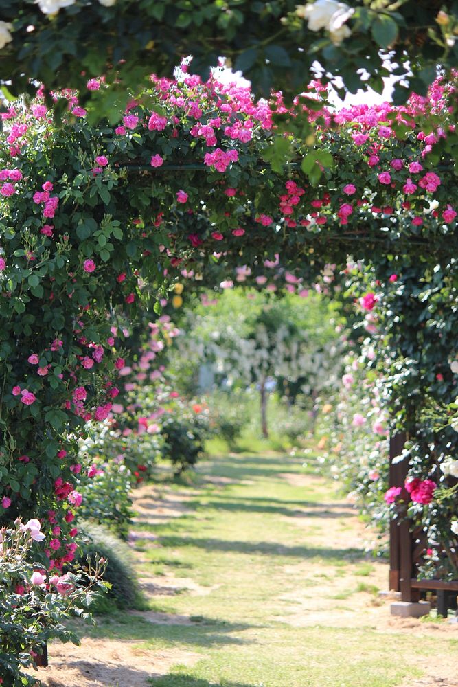 Rose garden in Fukushima, Japan. Free public domain CC0 photo.
