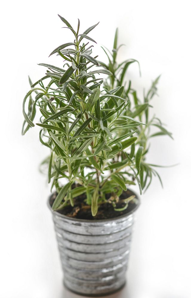 Rosemary herb plant. Free public domain CC0 image