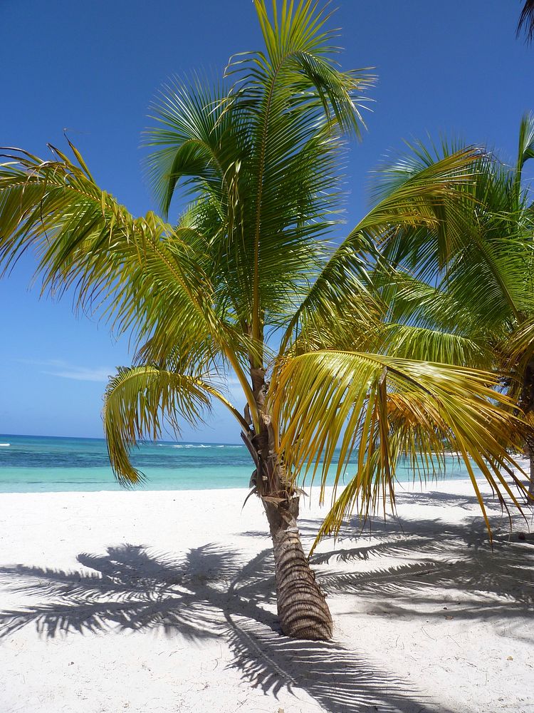 Palm tree, nature background. Free public domain CC0 photo.