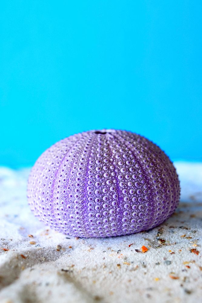 Purple shell sea urchin. Free public domain CC0 image.