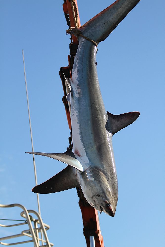 Dead hanging great white shark. Free public domain CC0 photo/image.
