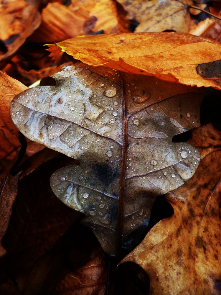 Autumn leaf aesthetic background. Free public domain CC0 photo.