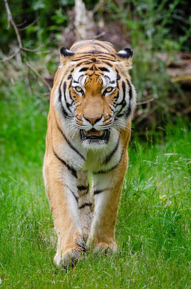 Grumpy tiger walking image. Free public domain CC0 photo.