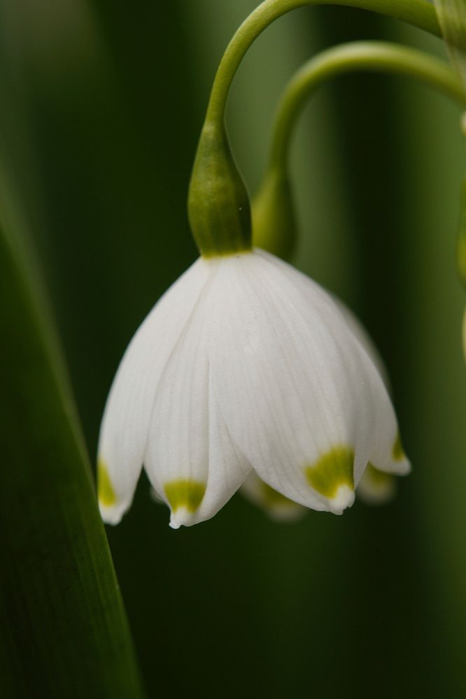 Spring snowflake flower. Free public domain CC0 image.
