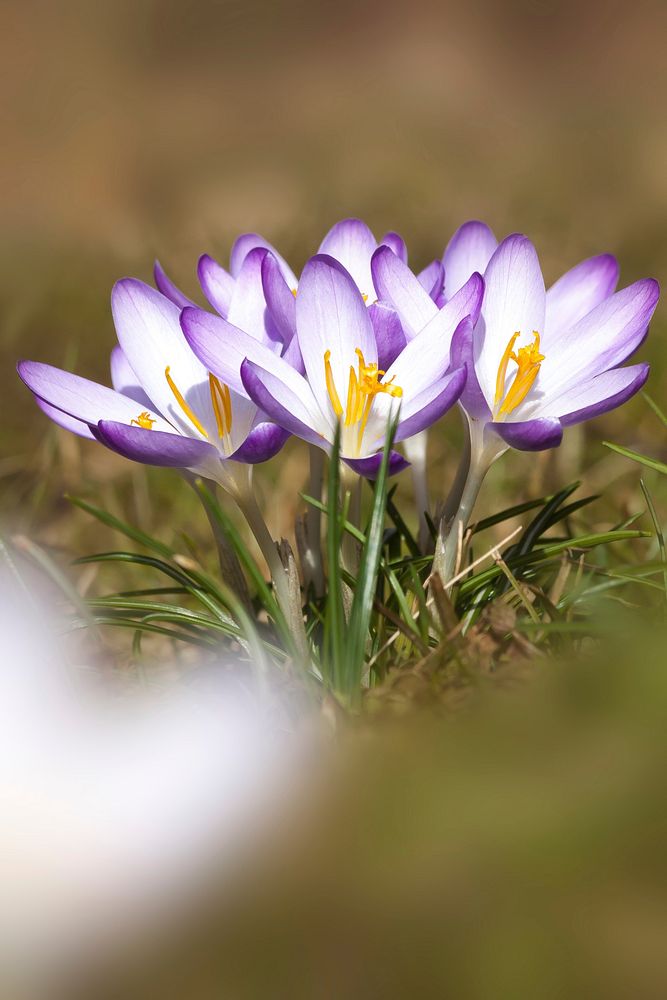 Purple crocus background. Free public domain CC0 photo.