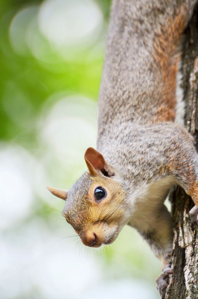 Cute squirrel climbing a tree. Free public domain CC0 image.