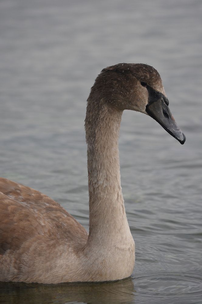 Young swan cygnet close up. Free public domain CC0 photo.