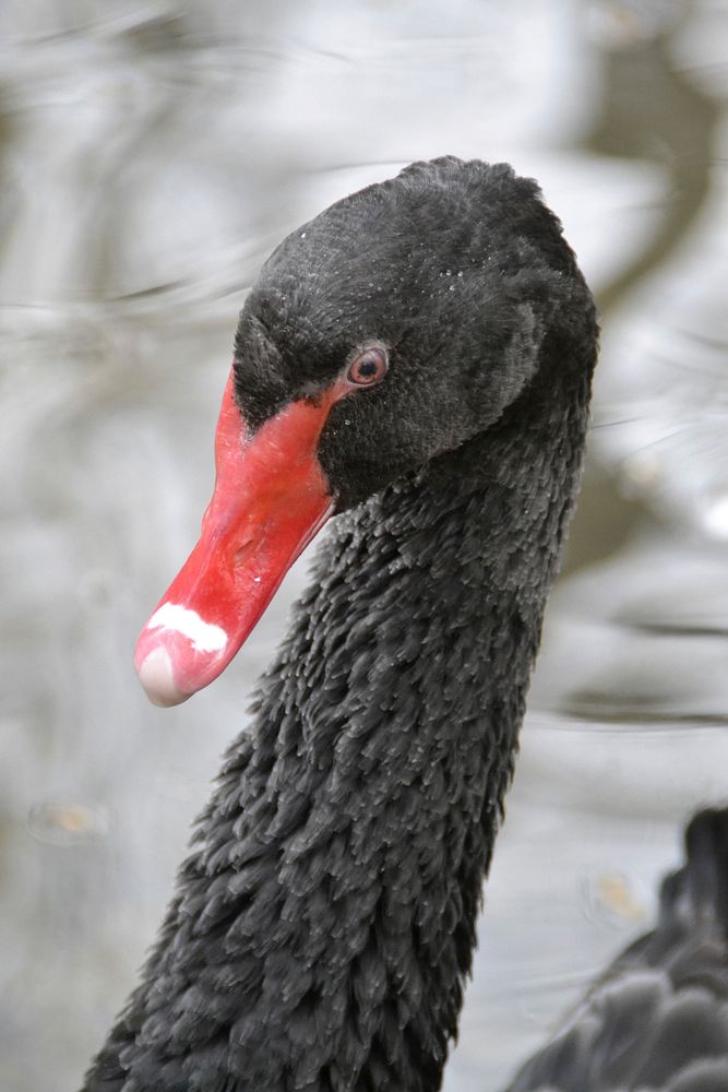 Black swan face close up. Free public domain CC0 photo.