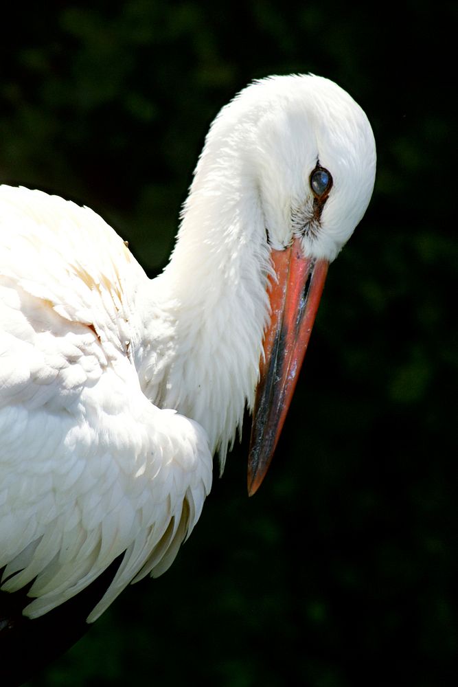 Stork bird, animal photography. Free public domain CC0 image.