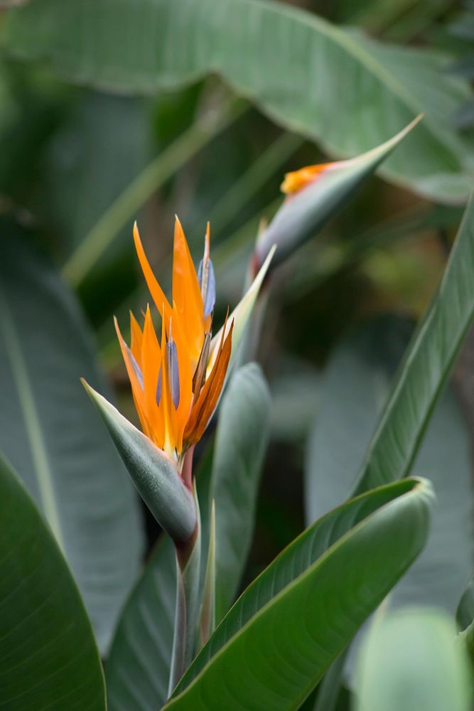 Bird of paradise. Free public domain CC0 image.