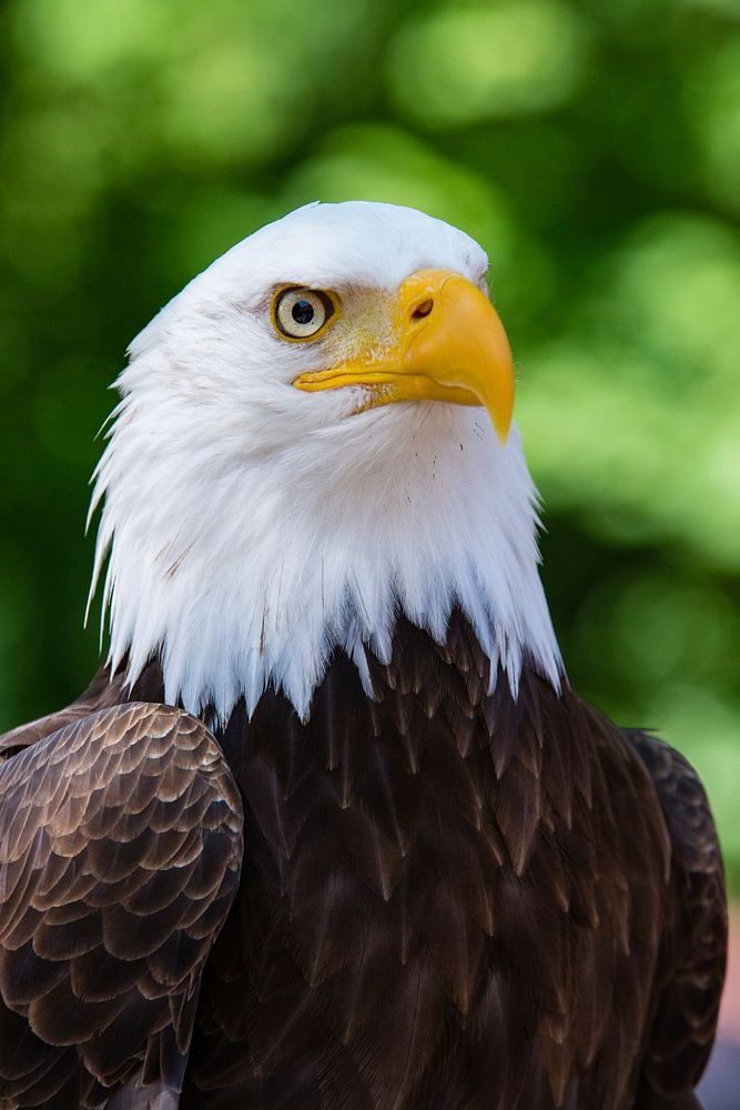 Free bald eagle image, public domain animal CC0 photo.