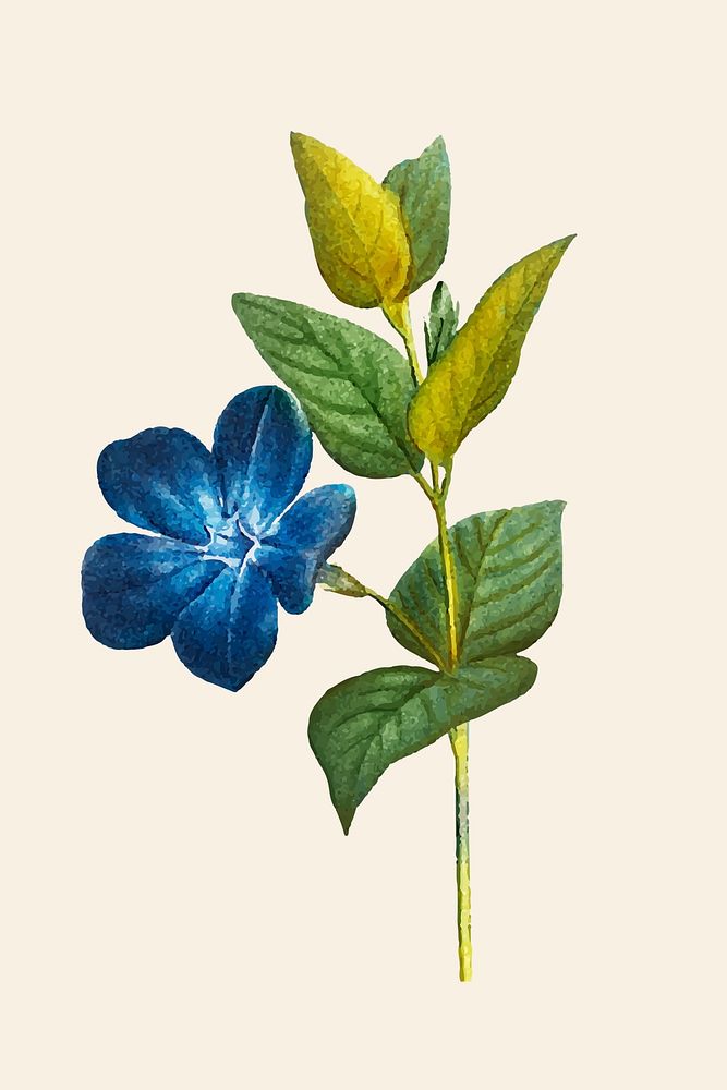 Vintage blue periwinkle flower hand drawn illustration