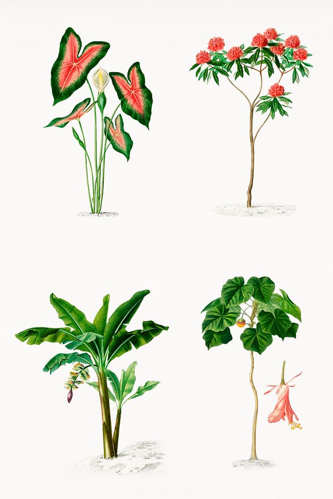 Vintage botanical psd hand drawn plant, remix from artworks by Charles Dessalines D'orbigny