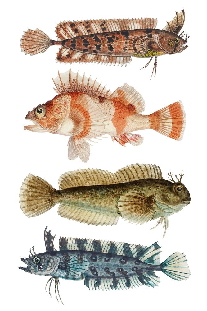 Vintage fish vector ocean life collection