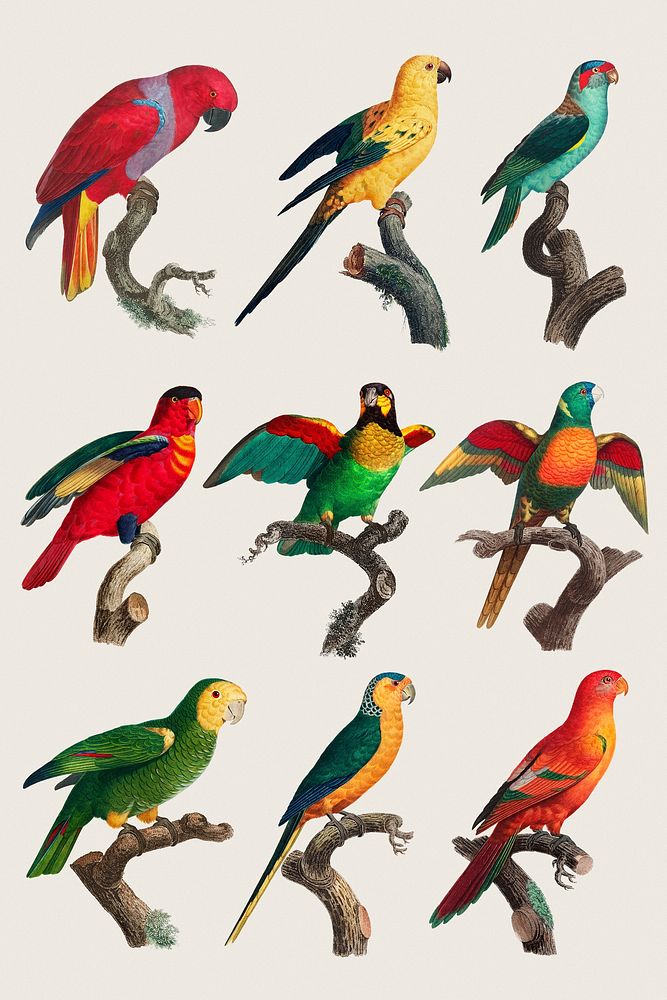 Psd colorful parrots illustration set