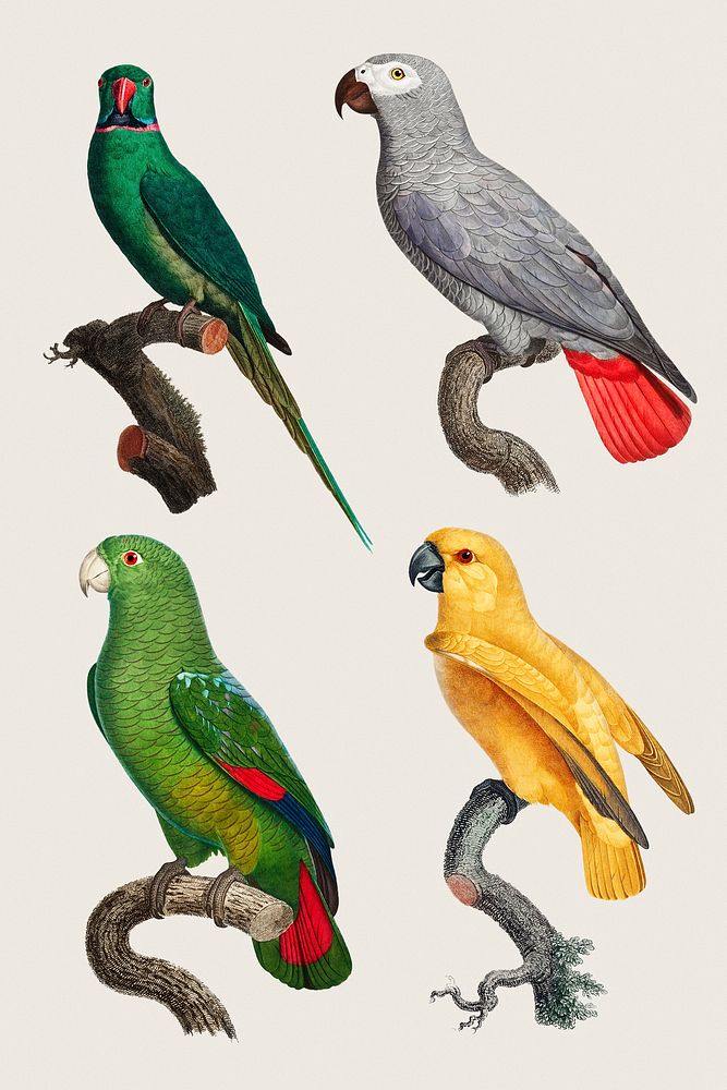 Vintage drawing parrots set psd