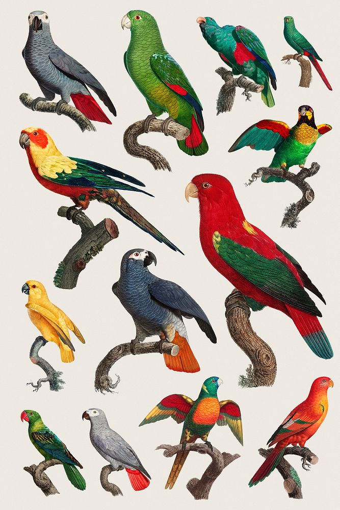 Vintage birds illustration collection psd 