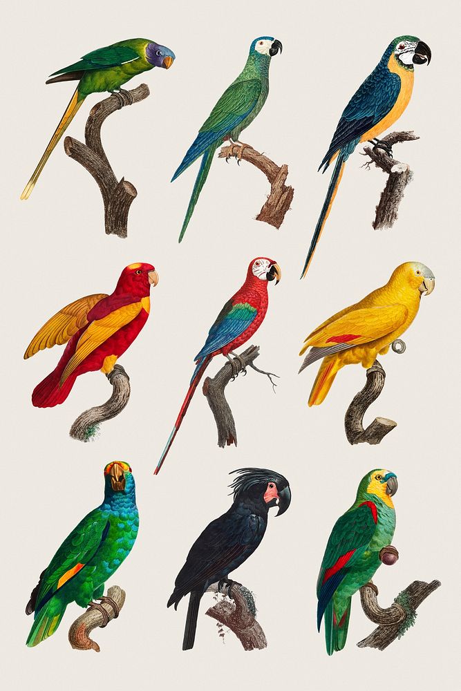 Tropical birds illustration collection psd