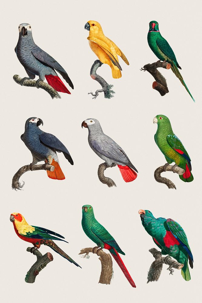 Exotic parrot birds illustration set psd