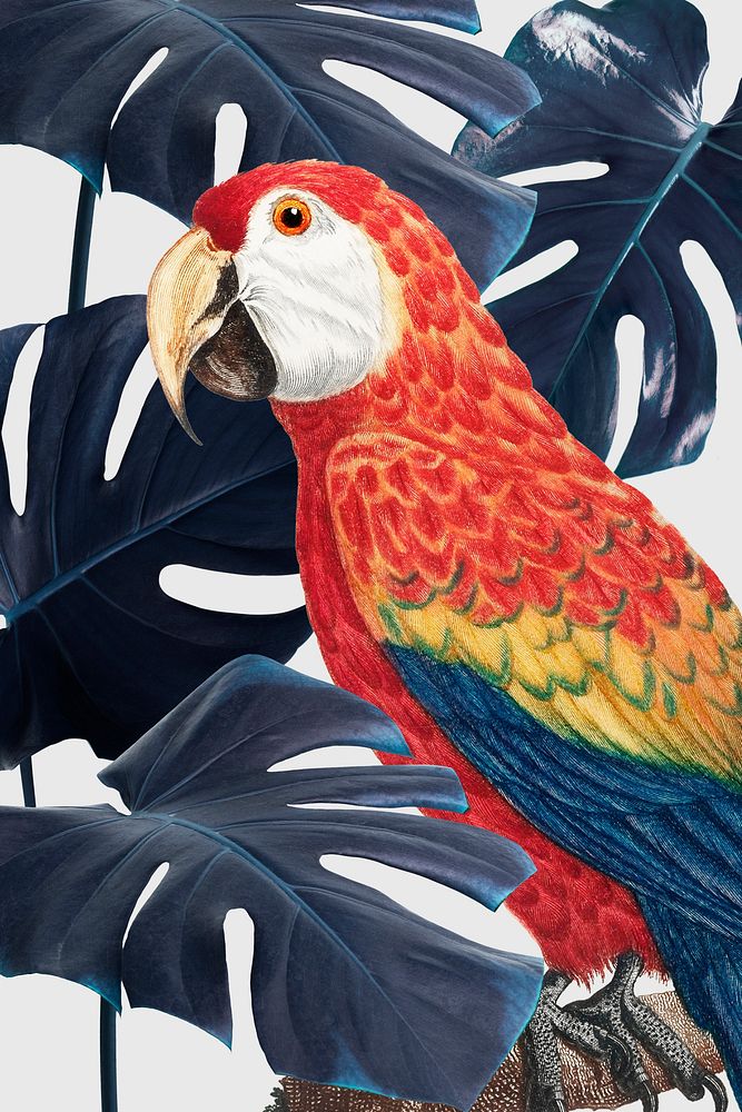 Scarlet macaw bird among monstera leaf illustration