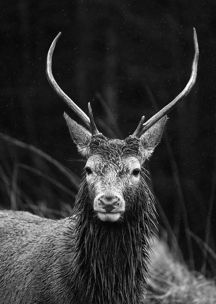 Deer background, wildlife in monotone