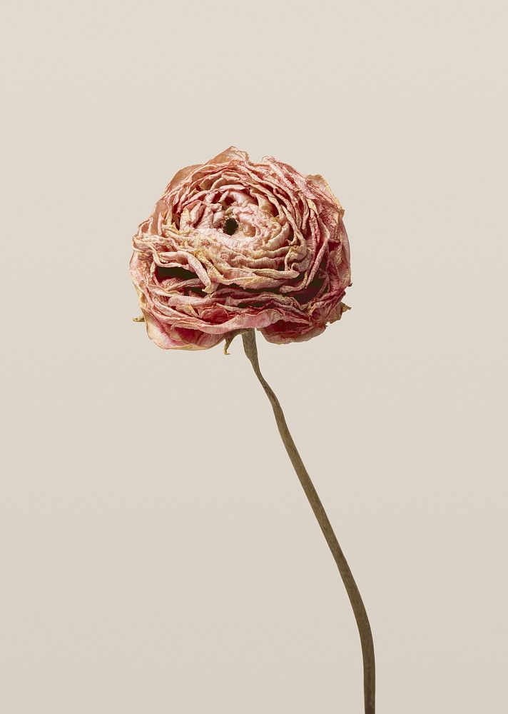 Dried pink flower, beige background