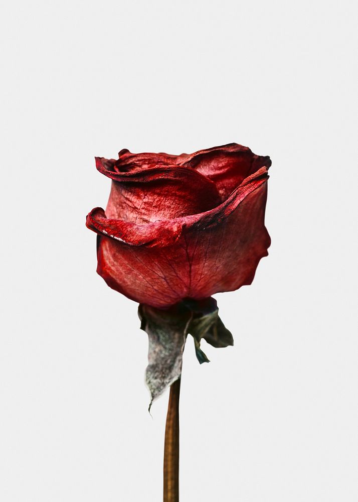 Dried red rose, white background