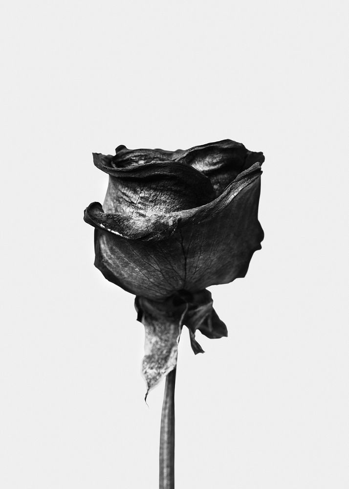 Aesthetic rose, black and white tone