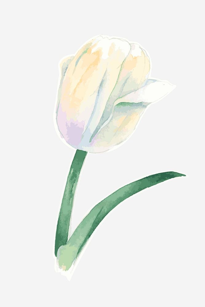 Classic white tulip hand drawn watercolor flower