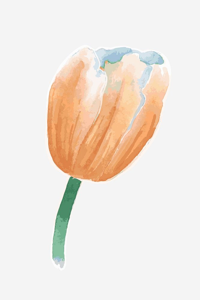 Classic orange tulip hand drawn watercolor flower