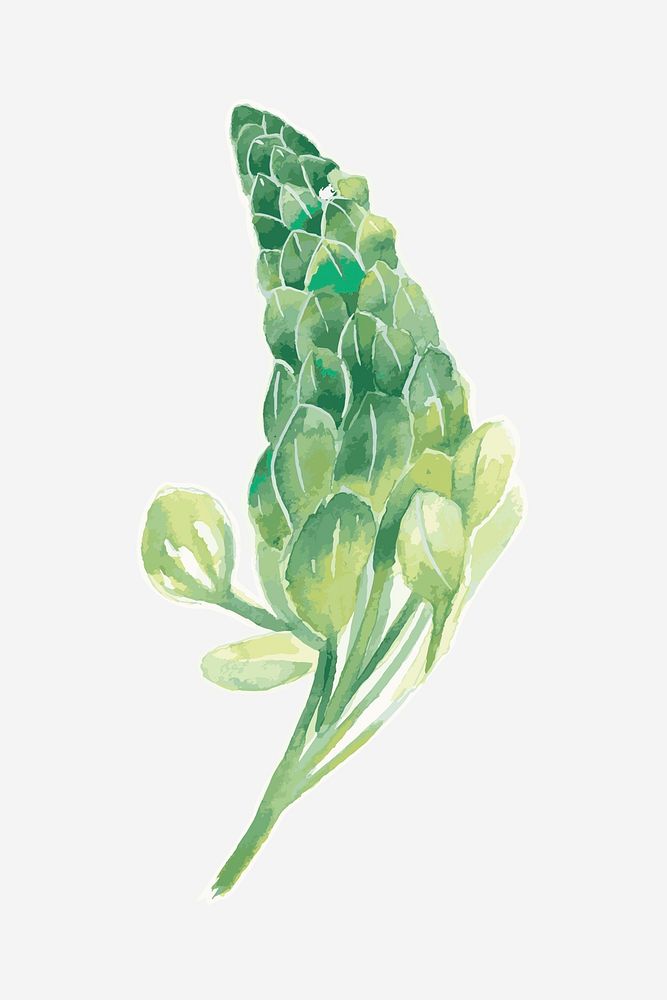 Lupine flower drawing element graphic