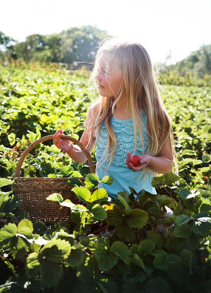 Kid in strawberry farm