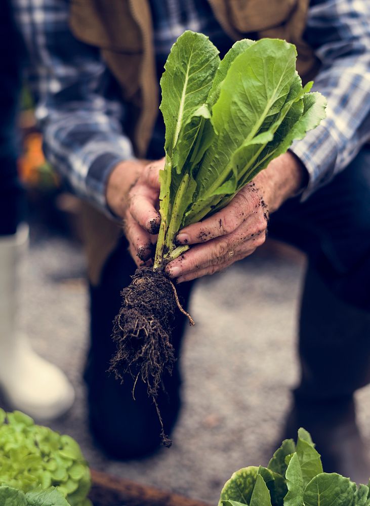 Hands picking organic fresh agricultural lettuce
