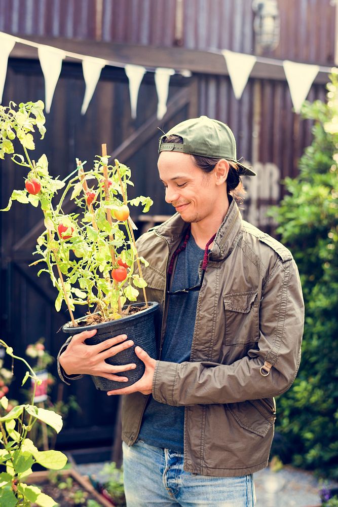 Adult Man Holding Tomatoes Tree in a Pot
