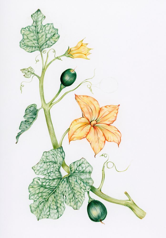 Hand drawn pumpkin flower illustration