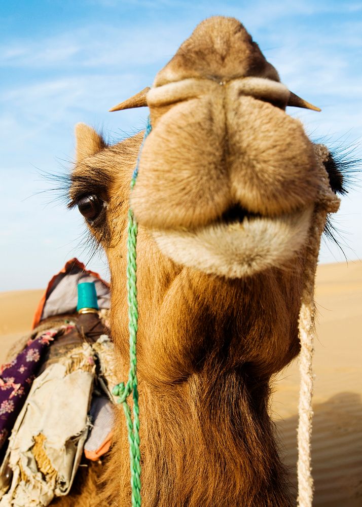 Johnie the Camel in the Thar Desert, Rajasthan, India