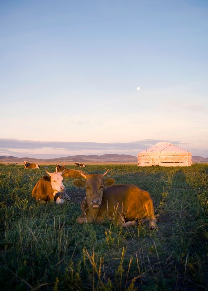 Herd of domesticated cows lying down in front of a tent in a beautiful scenic.
