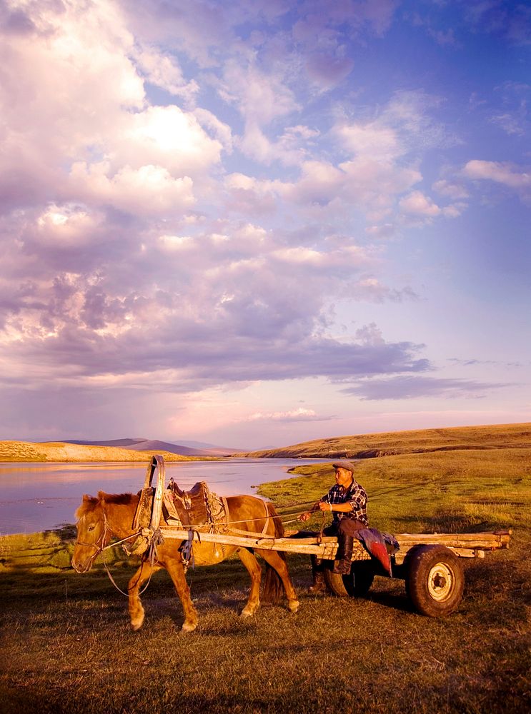 Horse man driving a horse cart in Mongolia