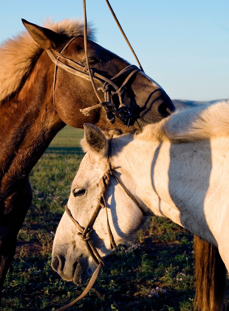 Two horses cuddling with each other