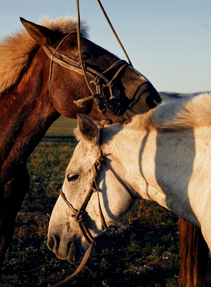 Closeup of two horses in the field