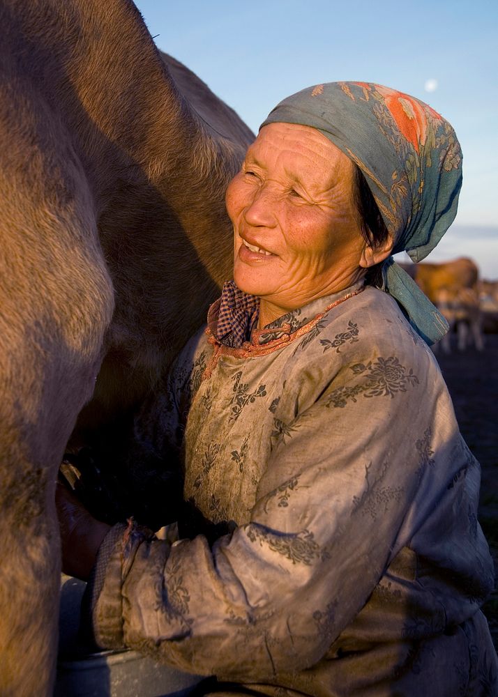 Mongolian milking woman milking the cow.