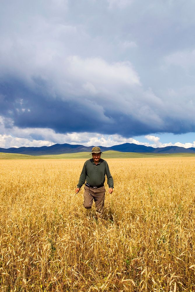 Man walking through the cornfield in a beautiful scenic view.