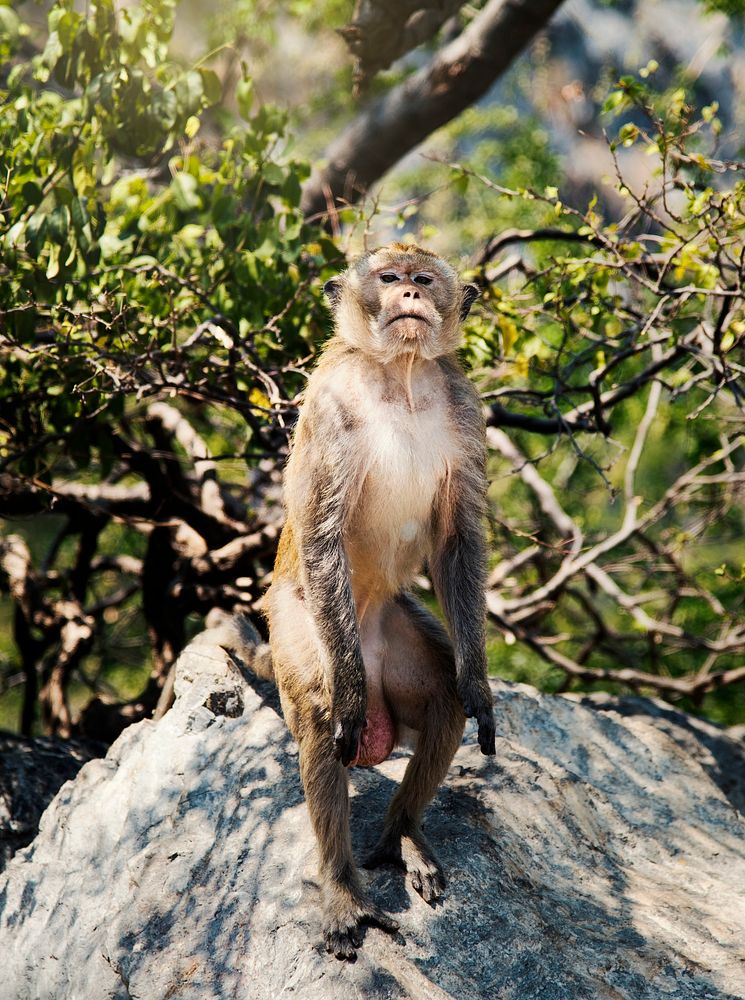 Male Monkey standing on a rock