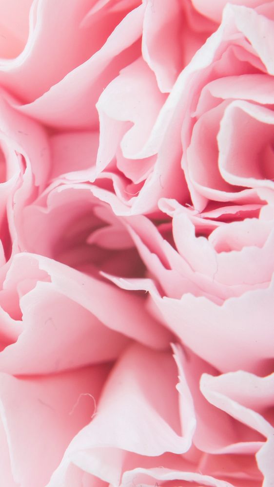 Flower iPhone wallpaper, pink carnation, spring mobile background