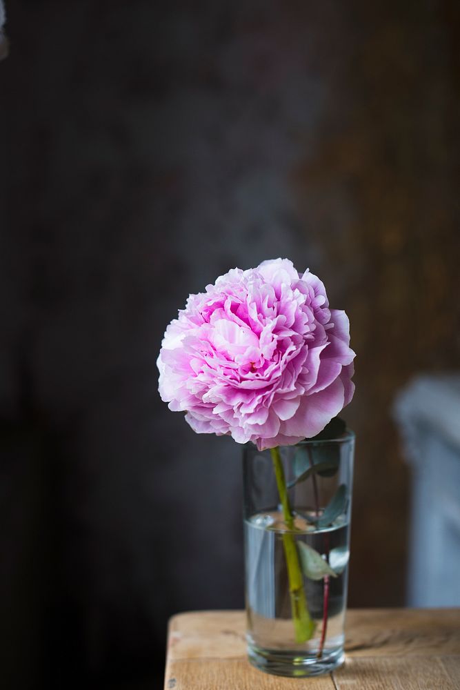 Close up of pink fresh carnation in vase flower arrangement