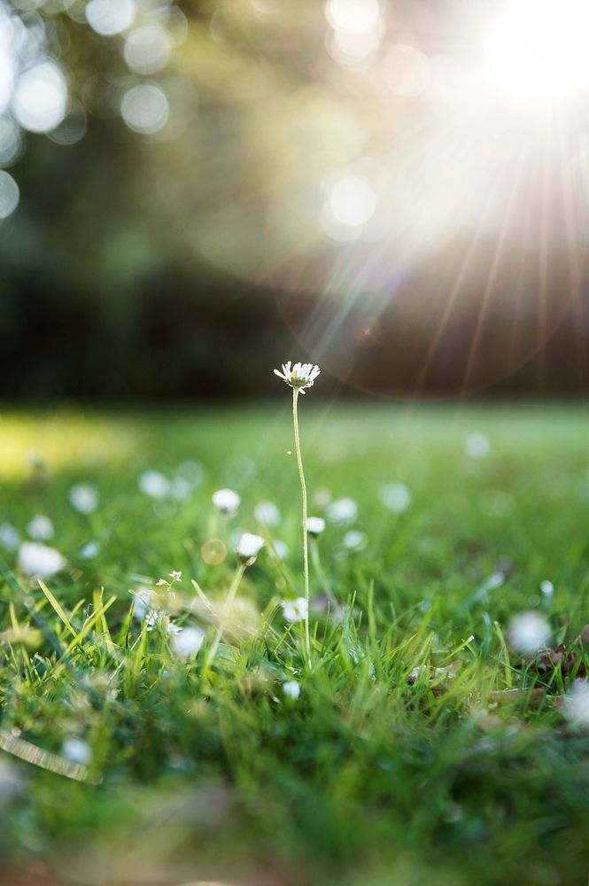 Closeup of grass flower with sun light
