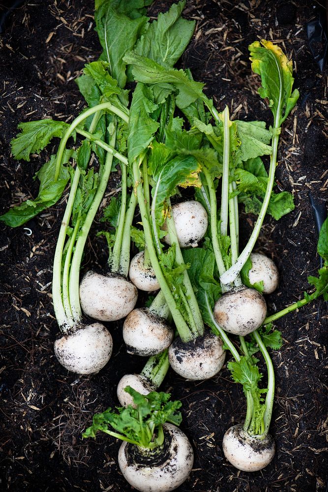 White turnips 